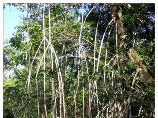A travers la mangrove.