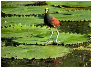 Le jacana est un échassier, avec de longues pattes, qui peut marcher sur la végétation dans l'eau. Il est connu sous le nom de "petit poulet d'eau" ou "petit poulet mexicain". Il est tout à fait normal de voir marcher celui-ci sur les nénuphars.
