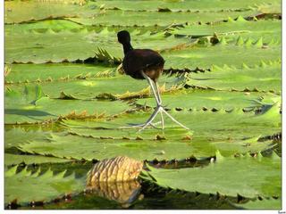 La forme de ses pattes est vraiment faite pour se poser sur les feuilles.