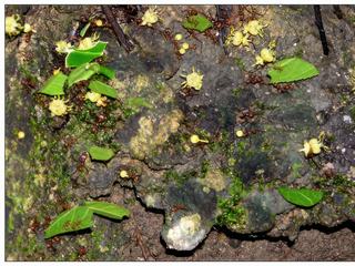 Une colonie de fourmis transportant des feuilles, incroyable!