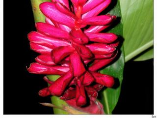 L'alpinia, appelé gingembre rouge.