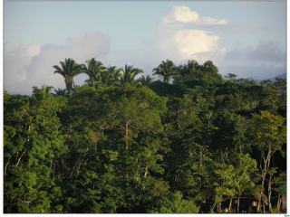 Surprenant ces palmiers au dessus de la jungle!