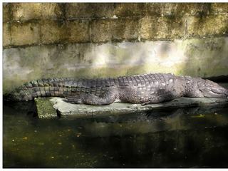 Pauvre crocodile enfermé dans cette mare pour le plaisir d' être vu par les touristes.