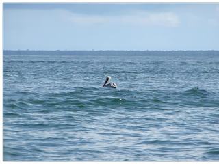 Seul au milieu des vagues!