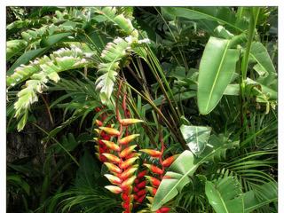 Fleurs de balisier des Caraïbes.