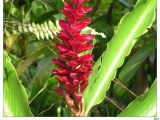 Toutes ces plantes vivaces sont exclusivement endémiques aux tropiques.