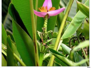 La fleur de bananier est comestible et il existe de nombreuses recettes.