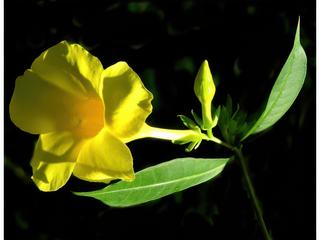 Fleur d'hibiscus.