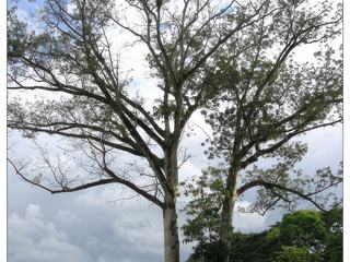 Le ceiba est l’arbre sacré des Mayas. Il représente leur monde cosmogonique. Les hautes branches représentent le monde des Dieux des cieux, le tronc est le monde des humains, et les racines l’infra-monde (le monde des morts). Creux, les mayas utilisaient le ceiba pour faire des pirogues.