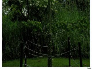 Curieux cet arbre: le ceiba pentandra (fromager ou kapokier), a la particularité d'avoir un tronc lisse, couvert de grosses épines coniques. Avec l'âge, il développe d'énormes contreforts épineux. Les branches horizontales sont en général étagées et très étalées.