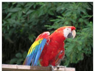 A l'entrée du site, nous sommes accueillis par de magnifiques guacamayas, des perroquets rouges aux ailes jaunes et bleues. Cet oiseau est l'emblème national du pays.