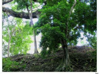 Ici des ceibas. Les traces de peuplement les plus anciennes semblent indiquer que l'occupation de la vallée de Copán a commencé dès le XIIe siècle av. J.-C. Pour des raisons qui restent inexpliquées, elle a été en grande partie abandonnée de -300 jusqu'aux environs de 150.