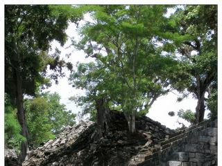 Au pied du temple 16, la stèle P. C'est l'une des plus anciennes (623 apr.J.-C.). Elle représente le 11ème souverain, Buz 'Chan (578-628).