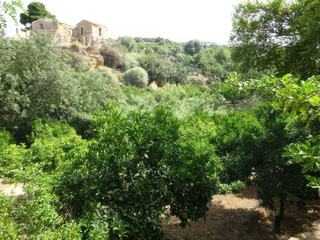Agrigente: Vallée des Temples - giardino della Kolymbethra.