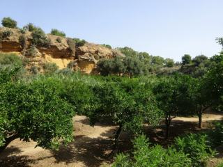 Agrigente: Vallée des Temples - giardino della Kolymbethra.