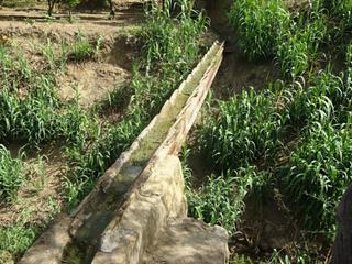 Agrigente: Vallée des Temples - giardino della Kolymbethra.