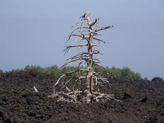 Versant nord de l'Etna (Piano Provenzana).