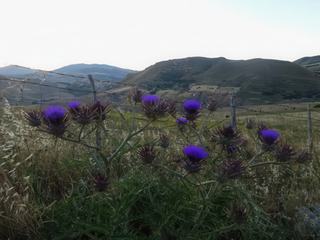 Environs de Gangi.