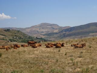 Environs de Fasanò.
