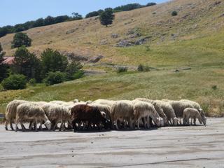 Parc naturel des Madonie.