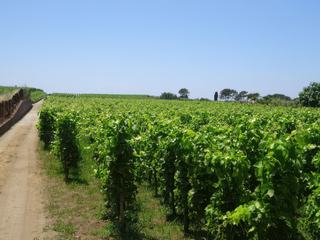 Vignobles de l'île.