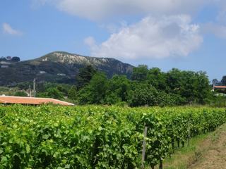 Vignobles de l'île.