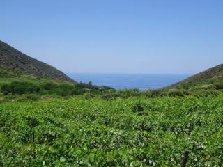 Vignobles de l'île.