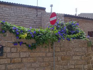 Tempio Pausania: On n'interdit pas aux fleurs de pousser...