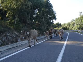 Région de la Barbagia.