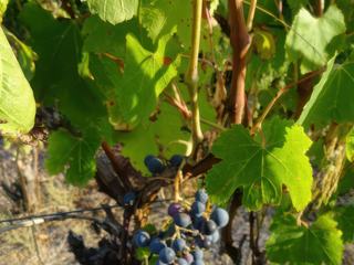 Bosa: petit vignoble destiné à la production de malvasia.
