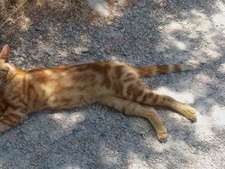 Le soir, les chats sont les seuls habitants de l'île.
