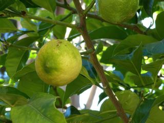 Orangers, citronniers, etc..., sans doute bio.