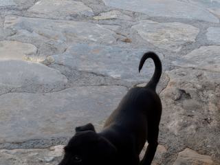 En ressortant, nous croisons ce tout jeune chien qui serait bien parti avec nous!