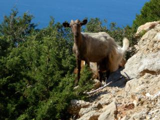 Seule rencontre sur le côté de la route, cette chèvre qui prend la pose.