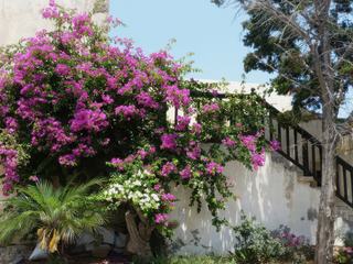 Bougainvillées, palmiers, résineux, etc..., apportent de la couleur à l'intérieur du monastère.