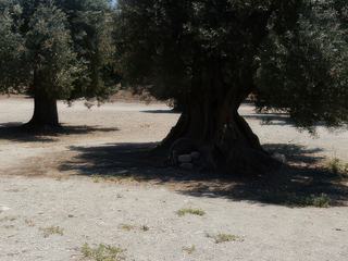 Le site s'étend sur un vaste territoire couvert d'oliveraies aux arbres centenaires.