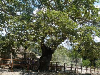 Derrière l'odéon, sur un petit sentier dallé, on peut voir un platane (au feuillage persistant), un arbre endémique en Crète. Zeus étant tombé amoureux d’Europe, Princesse d’Asie Mineure, il se transforma en un magnifique taureau blanc et l’enleva alors qu’elle jouait sur la plage avec des amis. Galopant à travers la mer, c’est à Gortyn que Zeus arriva avec sa belle. Selon la légende, c'est sous ce platane qu'ils s'aimèrent. De leur union naquit 3 garçons, Minos, Radhamante et Sarpédon. Deux deviendront des rois célèbres en Crète, Minos à Knossos, et Rhadamante à Phaistos.
