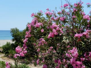 La couleur des lauriers roses contraste avec le bleu du ciel et de la mer.