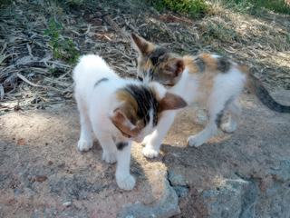 Comme toujours dans les monastères, beaucoup de chats.