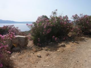 Des lauriers roses et la mer en toile de fond.