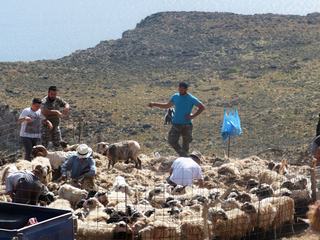 La tonte des moutons.