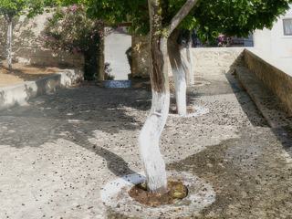 La chapelle se trouve dans cette cour et ces arbres sont des mûriers blancs.