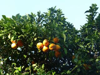 De belles oranges.