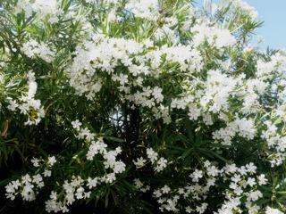 Des fleurs qui embaument, comme c'est agréable et calme cette petite cour.