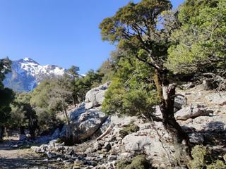 Entre les arbres, vue sur le massif du Psiloritis encore enneigé.
