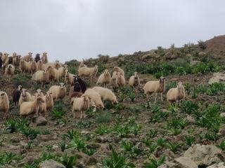 Même les moutons ont l'air étonné.