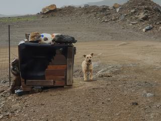 Souvent des trekkeurs disent avoir rencontré des chiens attachés à une niche, parfois sans nourriture et sans eau, il semble que ce soit un problème avec certains fermiers, celui-ci n'est pas maigre mais ce n'est pas toujours le cas.