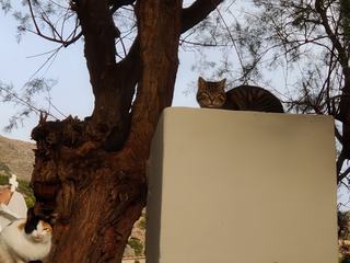 Plus de chats que de moines au monastère de Koudouma. C'est l’higoumène (moine abbé) Makarios qui nous accueille, d'habitude il y a 6 moines qui vivent là, mais ce jour là il est seul.