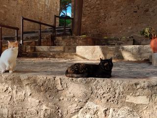 Les chats du monastère de Prévili.