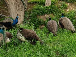 Un paon et son harem.